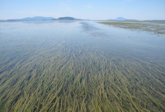 expansive seagrass meadow
